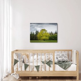 Obraz zeleného stromu uprostred poľa (70x50 cm)