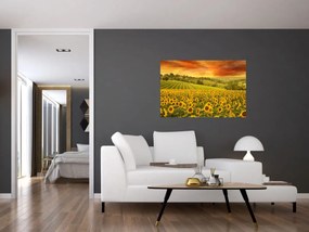 Obraz - Slnečnicové pole (90x60 cm)