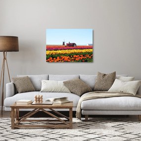 Sklenený obraz tulipánové farmy (70x50 cm)