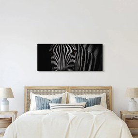 Obraz zebry (120x50 cm)