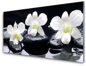 Obraz na akrylátovom skle Kvet kamene rastlina 140x70 cm