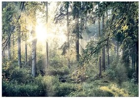 Samolepiaca fototapeta - Tales of a Forest Veľkosť: 441x315, Verzia: Samolepiaca