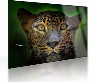 Sklenený obraz - Portrét leoparda, Sri Lanka (70x50 cm)