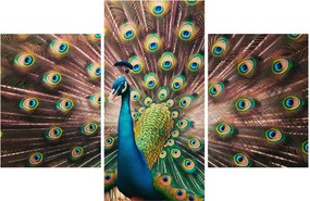 Obraz - Páv (90x60 cm)