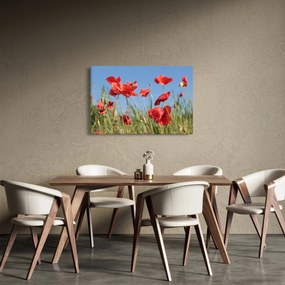Obraz - Vlčie maky (90x60 cm)