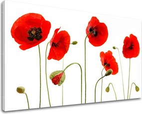 Obraz na stenu KVETY MAKY XOBKV117E11 - 100x150 cm