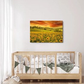 Obraz - Slnečnicové pole (90x60 cm)