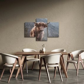 Obraz - Highlander krava (90x60 cm)