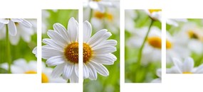5-dielny obraz jarná lúka plná kvetov Varianta: 100x50