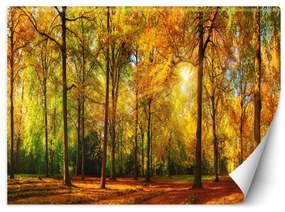Fototapeta, Podzimní lesní příroda - 150x105 cm