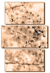 Obraz na plátne - Čerešňový kvet - obdĺžnik 7279FC (90x60 cm)