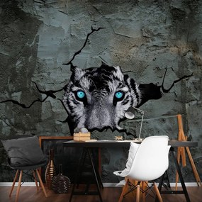 Fototapeta - Tiger s modrými očami (254x184 cm)