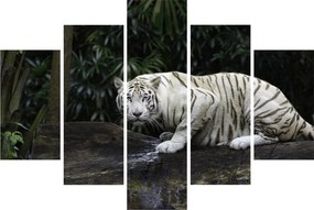 Obraz - Tiger albín (150x105 cm)
