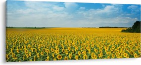 Obraz - pás slnečníc (120x50 cm)