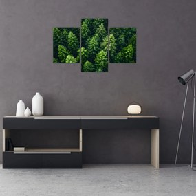 Obraz - Les (90x60 cm)