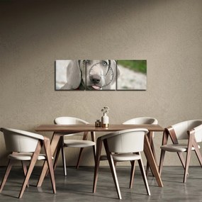 Obraz - šteňa weimarský stavač (s hodinami) (90x30 cm)