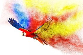 Tapeta pestrofarebný letiaci papagáj