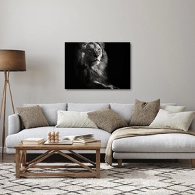 Obraz - Lev (70x50 cm)