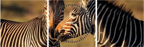 Obraz - Dve zebry (s hodinami) (90x30 cm)