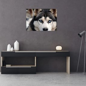 Sklenený obraz psa husky (70x50 cm)