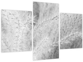 Obraz - Pampas grass N⁰1 (90x60 cm)