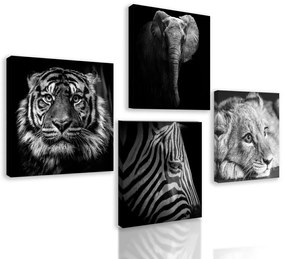 Set obrazov čiernobiele exotické zvieratá
