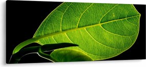 Obraz - zelený list (120x50 cm)