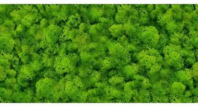 Dek. Pure Moss Glass 30/60