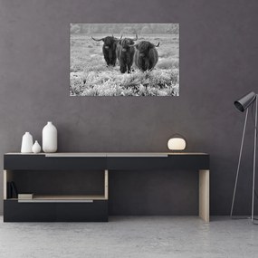 Obraz - Škótske kravy (90x60 cm)