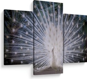 Obraz - Biely páv (90x60 cm)