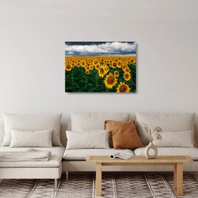 Sklenený obraz slnečnicového poľa (70x50 cm)