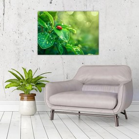 Obraz - Lienka (70x50 cm)