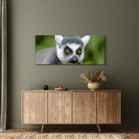 Obraz lemura (120x50 cm)