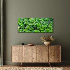Obraz sukulentov (120x50 cm)