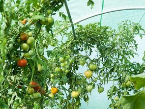 UV plachta na fóliovník s otvormi na dvere a okná bez konštrukcie 2x3m