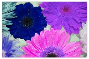 Obraz farebných kvetín (90x60 cm)