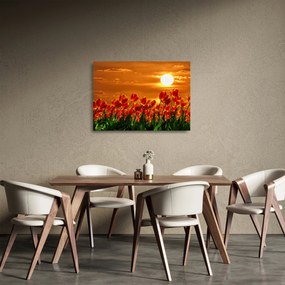 Sklenený obraz rozkvitnutého lánu s tulipánmi (70x50 cm)