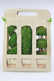 Zelené sušené bonsaje 3ks v darčekovom balení 24cm