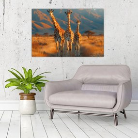 Obraz - Žirafy na pastvine (90x60 cm)