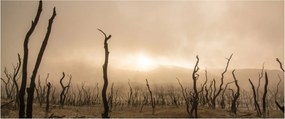 Obraz - Holé stromy (120x50 cm)