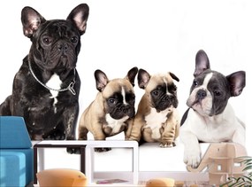 Artgeist Fototapeta - French Dogs Veľkosť: 150x105, Verzia: Premium