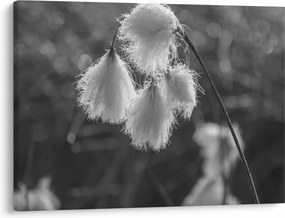 Obraz - Cottongrass (70x50 cm)