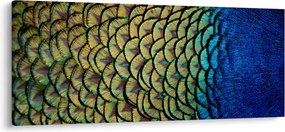 Obraz - Pávie perie (120x50 cm)
