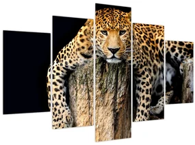 Obraz - Gepard (150x105 cm)