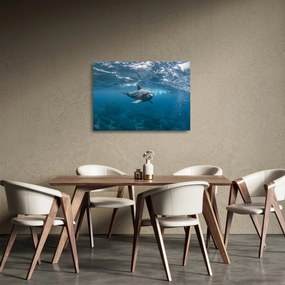 Sklenený obraz - Delfín pod hladinou (70x50 cm)