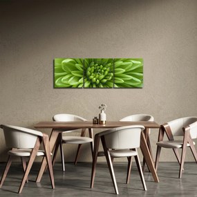 Obraz - Makro snímka rastliny (s hodinami) (90x30 cm)