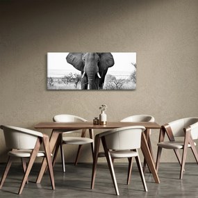 Obraz - Slon africký II. (120x50 cm)