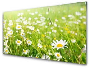 Nástenný panel  Lúka sedmokrásky príroda 100x50 cm