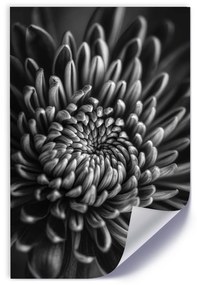 Gario Plagát Čiernobiely kvet Farba rámu: Bez rámu, Veľkosť: 20 x 30 cm