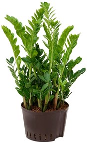 Zamioculcas zamiifolia Tuft 28/19 výška 50 cm
